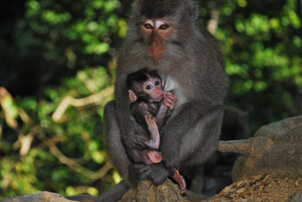 Monkey-forest-Lombok-qué-ver