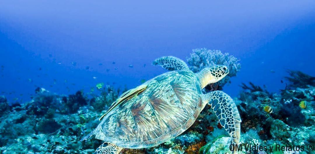 las-islas-gili-en-indonesia-buceo-snorkel