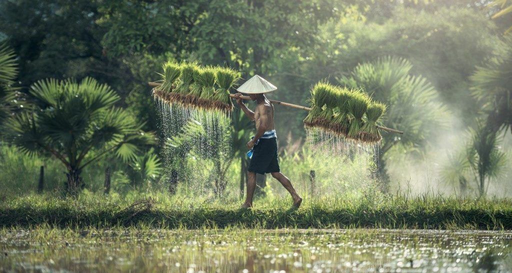 campos-de-arroz-Bali-que-ver