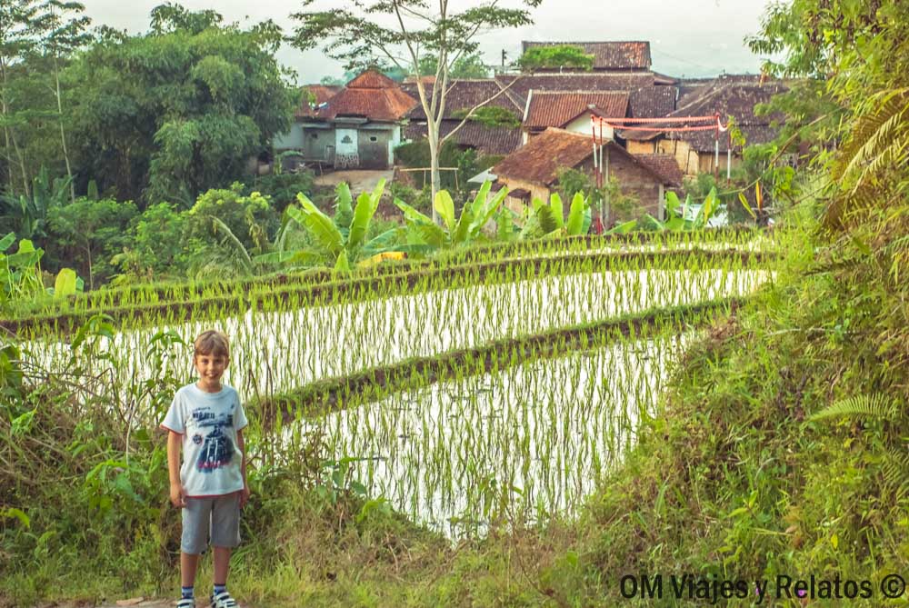 foto-de-nuestro-hijo-por-la-ruta-arrozales-Java