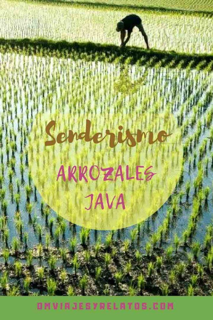los-arrozales-Java