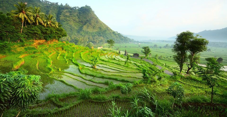 Selogriyo-campos-de-arroz-Java