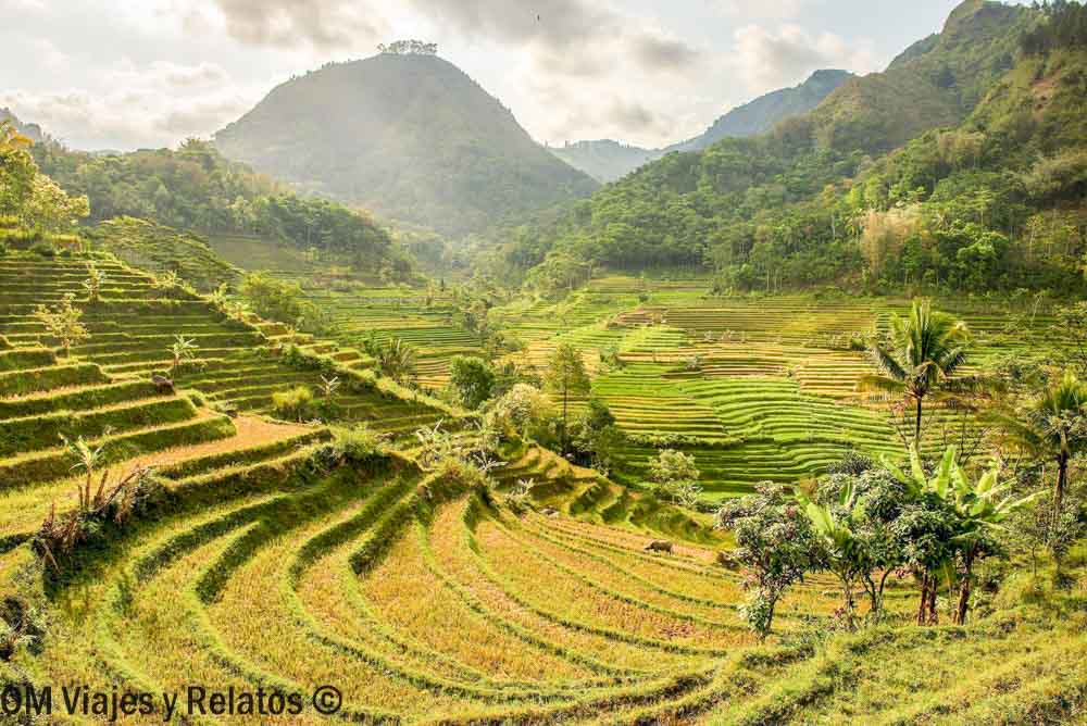 senderismo-arrozales-de-Java