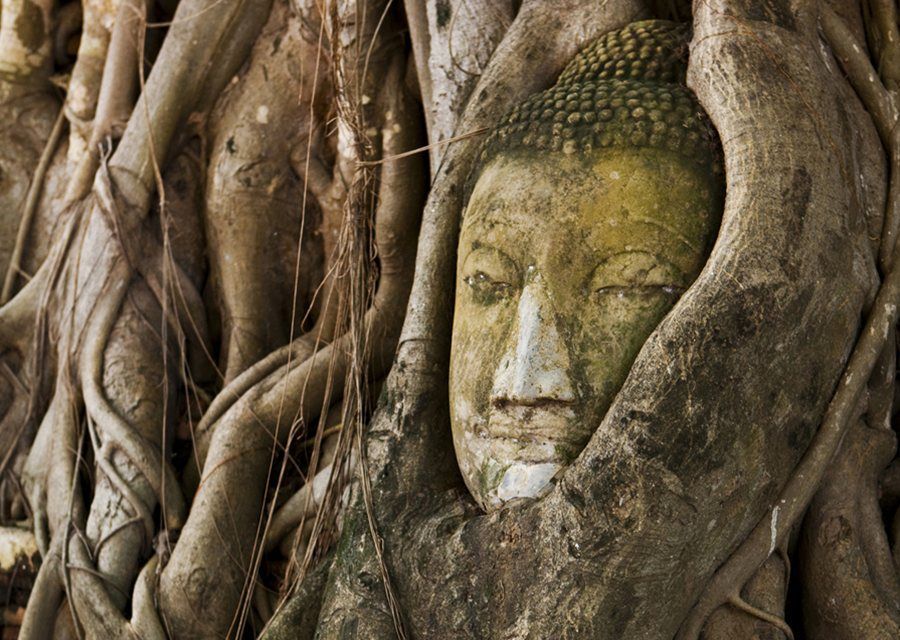 cabeza de Buda en el árbol Tailandia