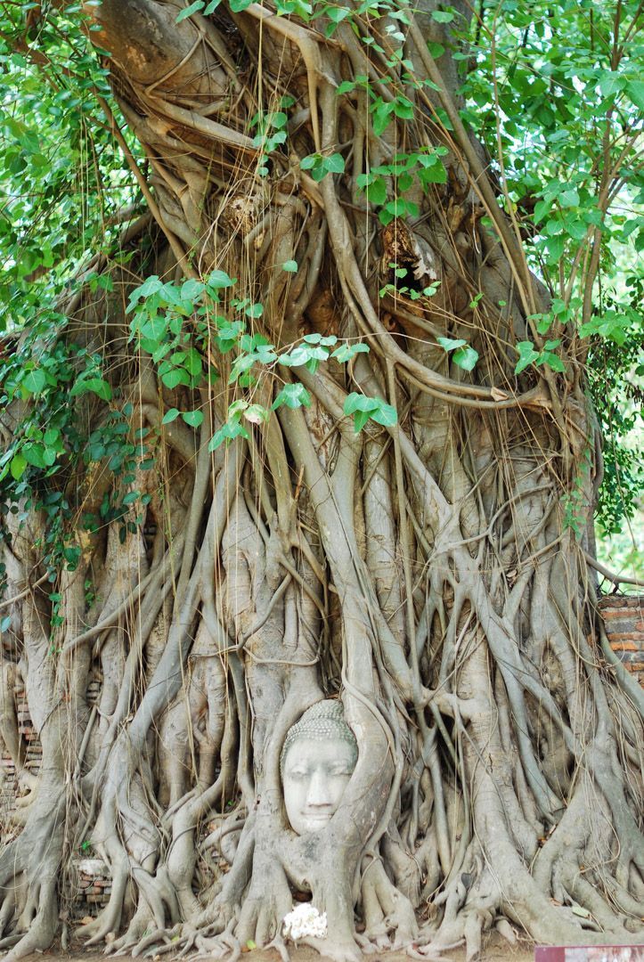 La cabeza de Buda en el árbol Tailandia