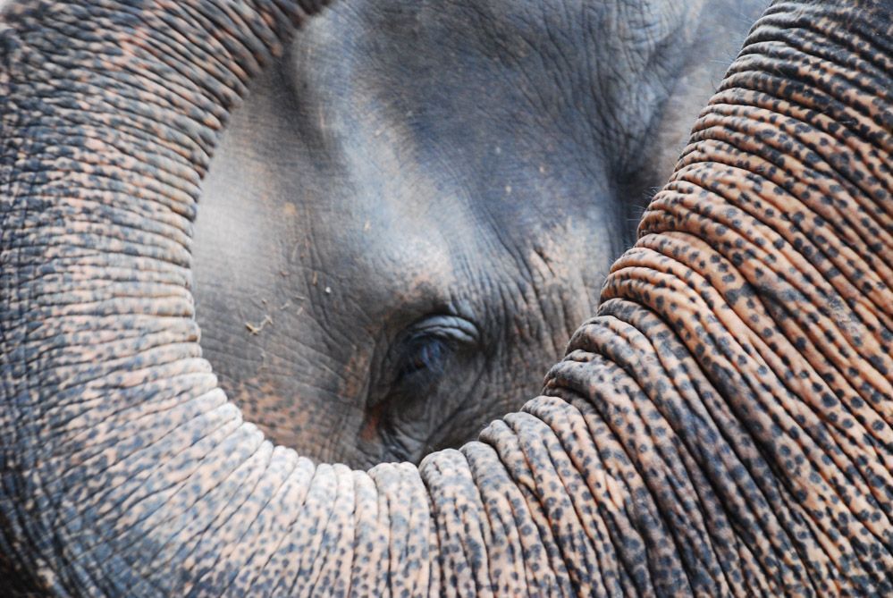 DÓNDE-VER-ELEFANTES-EN-elefantes-en-Tailandia