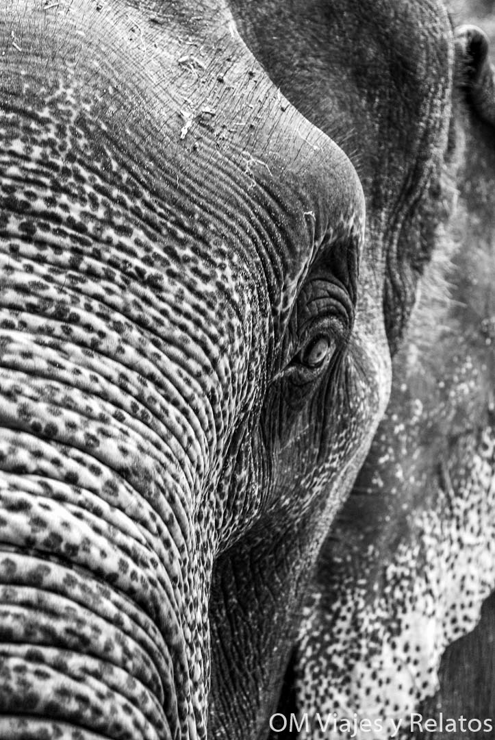 safari-elefantes-Tailandia