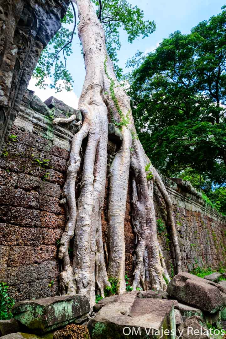 selvas-Angkor