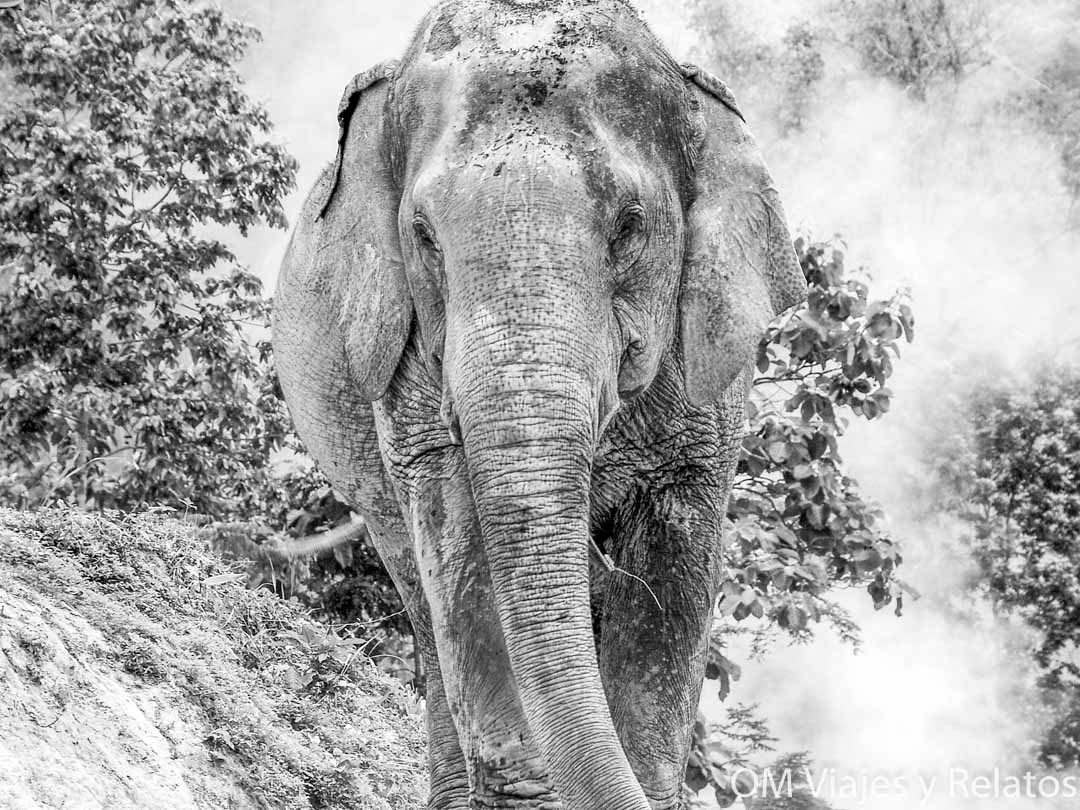 que-visitar-en-Chiang-Mai-y-alrededores-Santuario-Elefantes