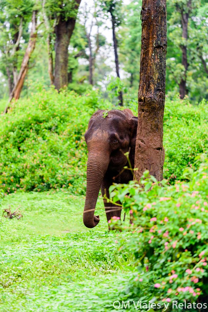 elefantes-India