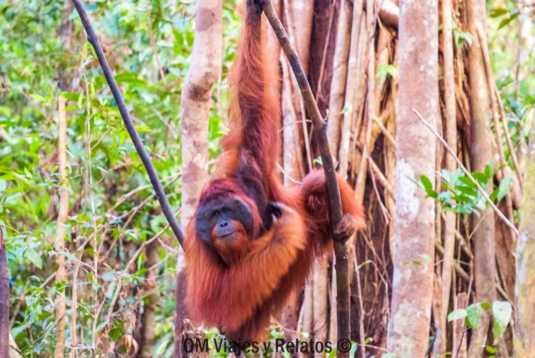 los-orangutanes-de-Borneo-en-Indonesia