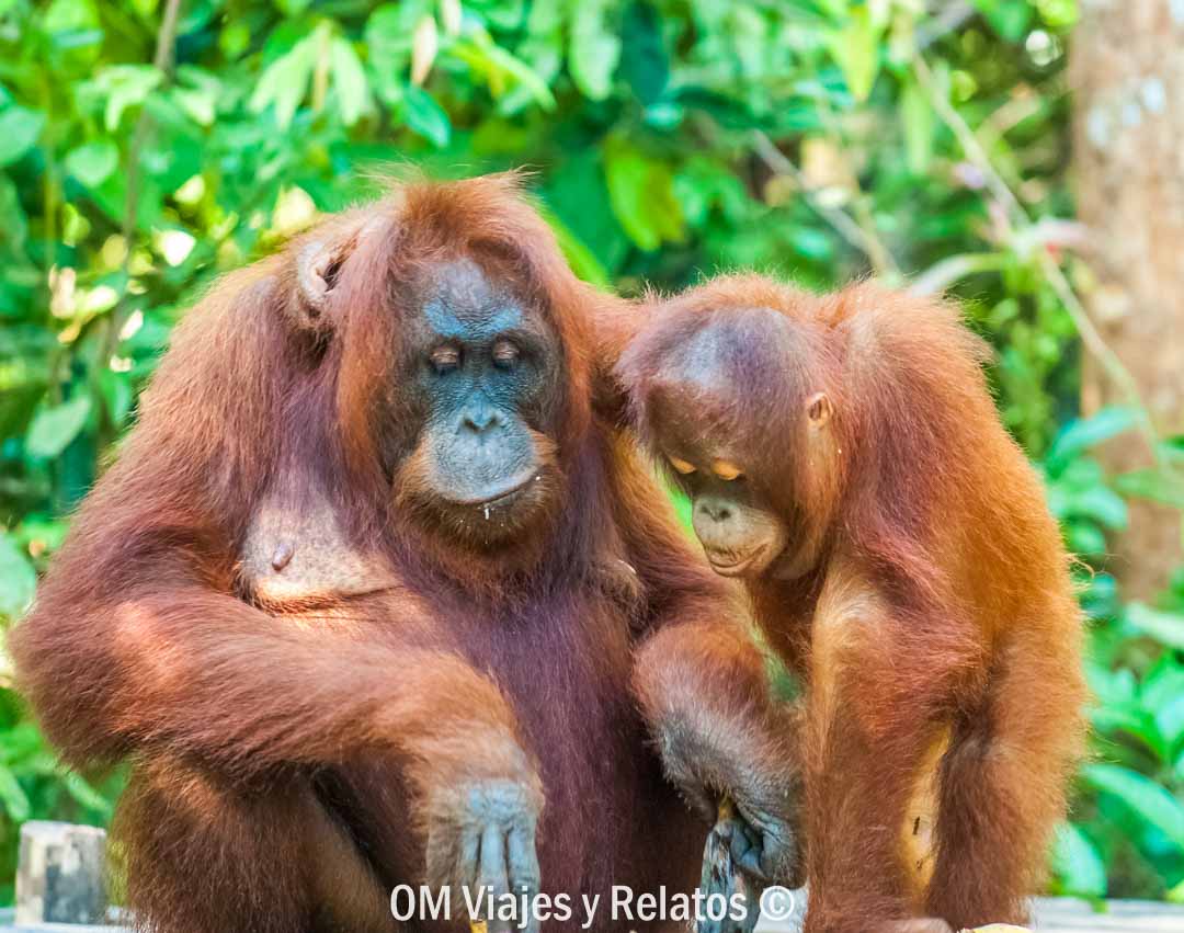 excursión-de-los-orangutanes-de-Borneo-Indonesia