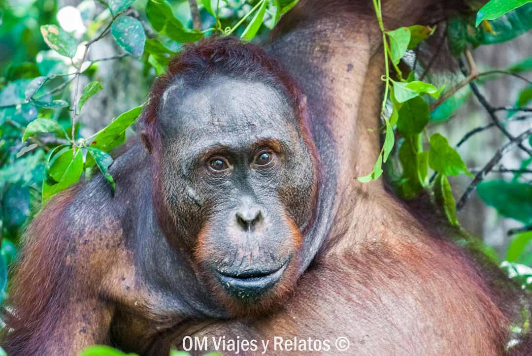 donde-ver-orangutanes-en-libertad
