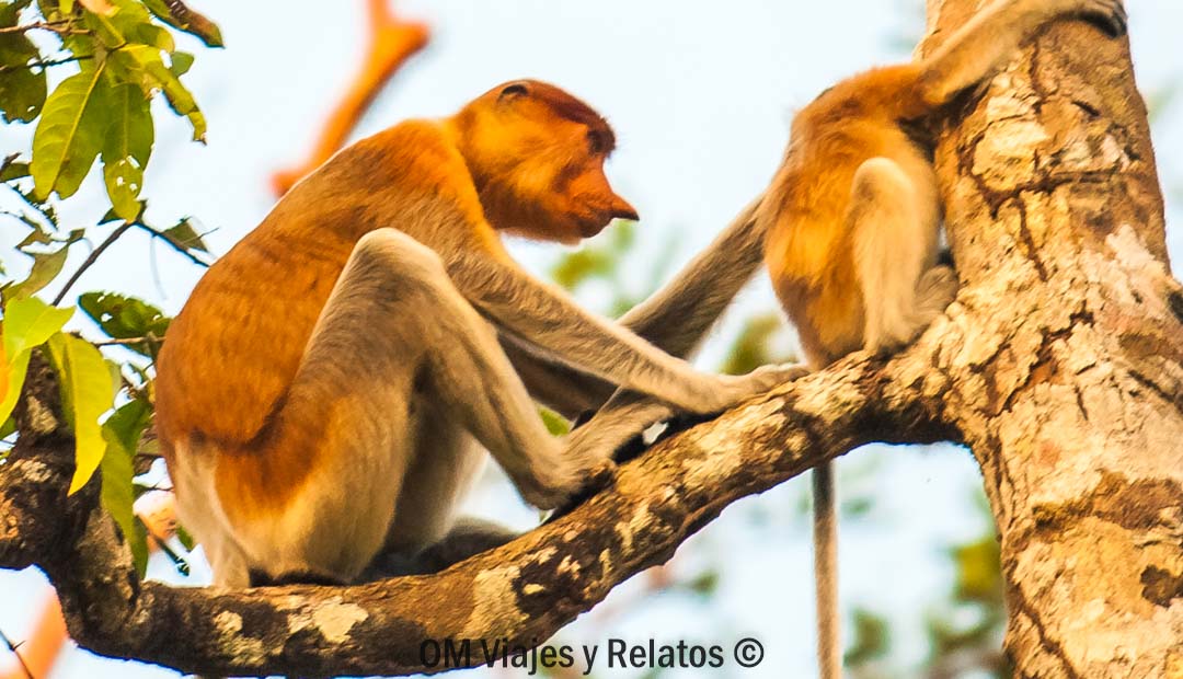 monos-narigudos-Borneo-excursión