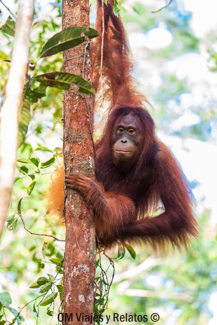 Los-orangutanes-de-Borneo