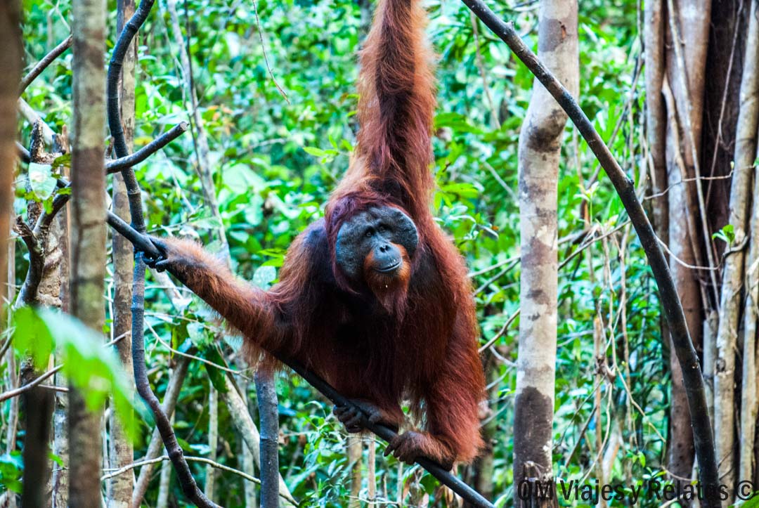 cómo-reservar-la-excursión-oranguatnes-Borneo