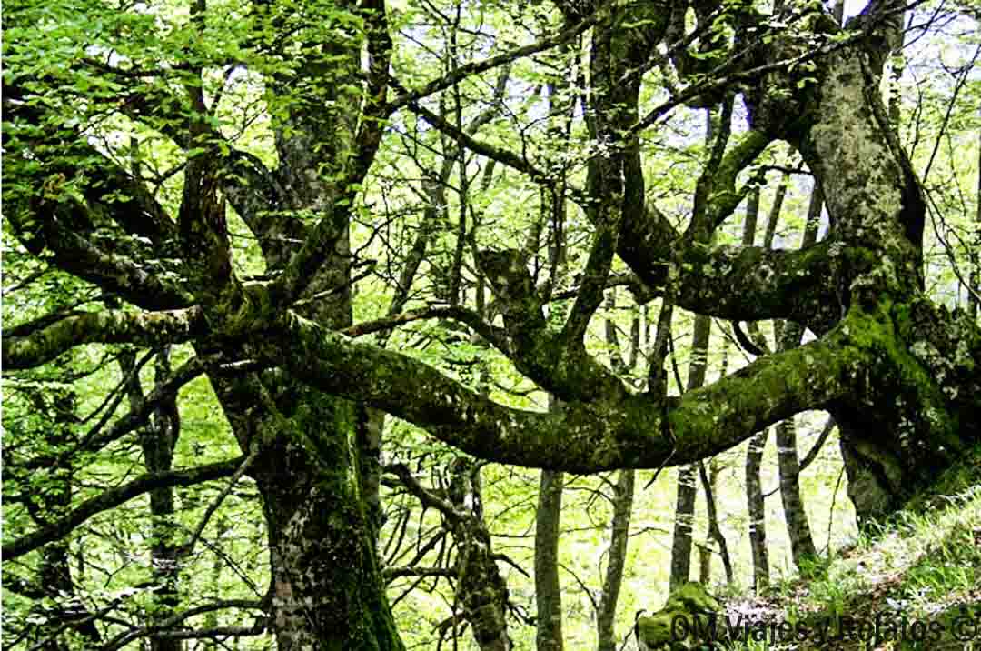 bosques-Asturias