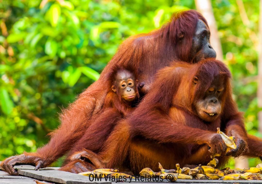 Borneo-tour-orangutanes-Indonesia