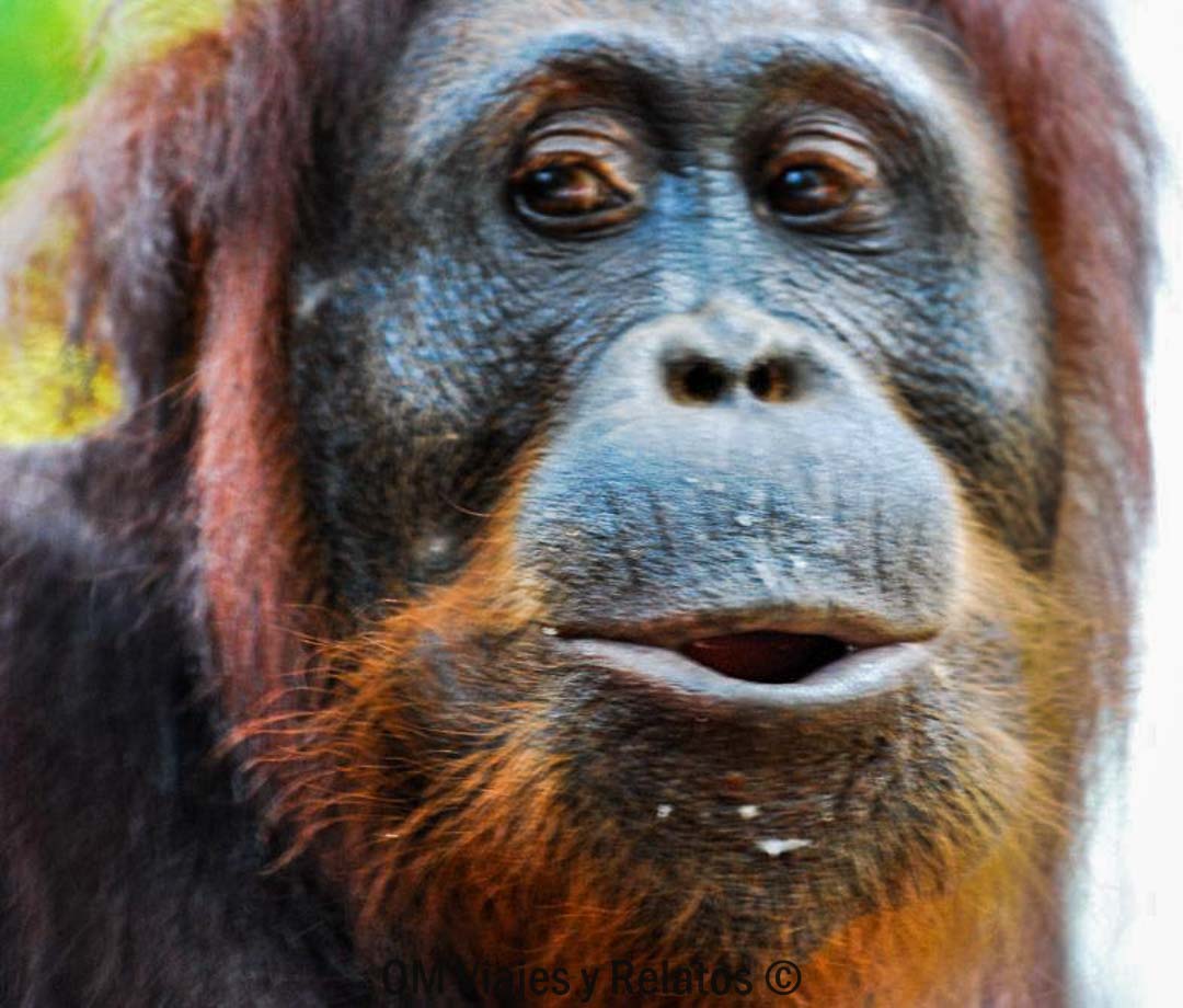 orangután-Borneo