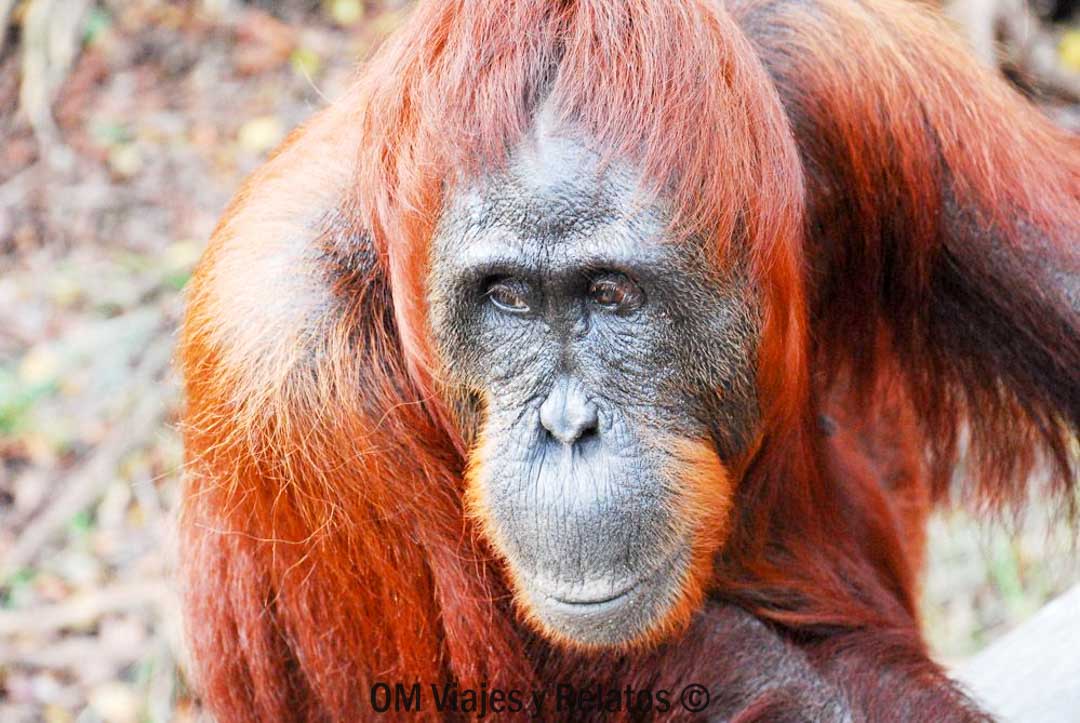 donde-ver-orangutanes