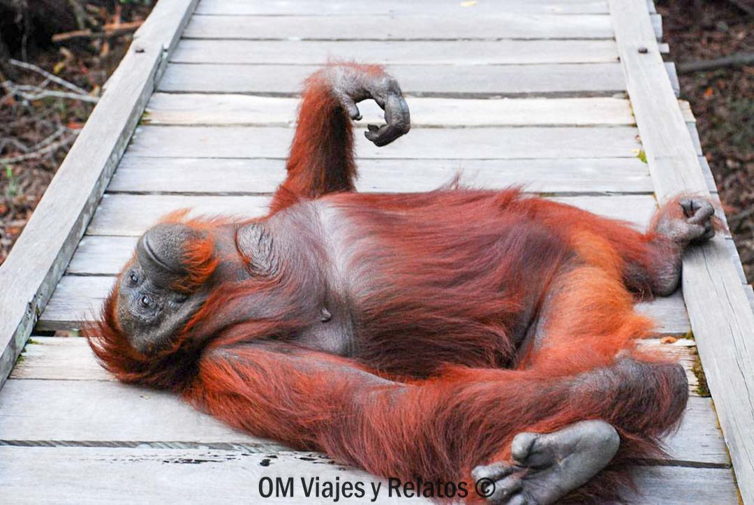 tour-de-orangutanes-en-Borneo