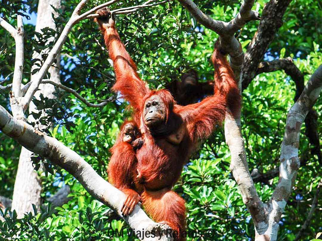 Naturaleza-Indonesia-orangutanes
