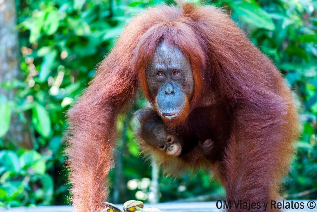 fotos-orangutanes-Borneo