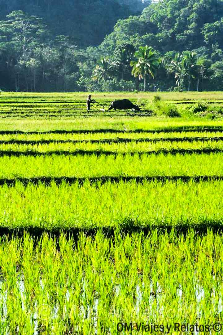 campos-de-arroz-Siem-Reap