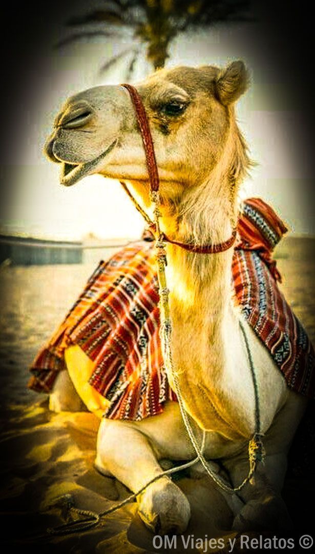 viajar-a-marruecos-camellos-dromedarios