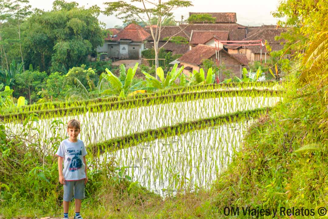 foto-de-mi-hijo-en-Yogyakarta-terrazas-de-arroz
