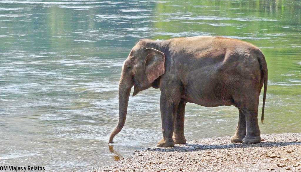 protectora-elefantes-Tailandia