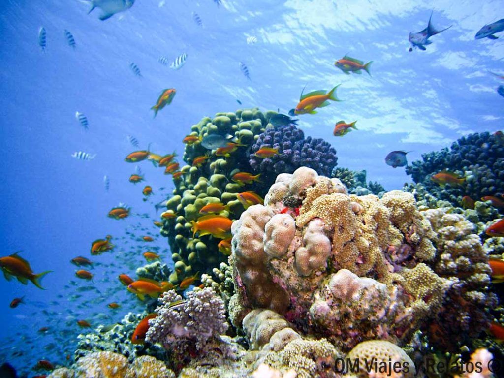 mejores-cosas-que-hacer-en-Maldivas-snorkel-buceo