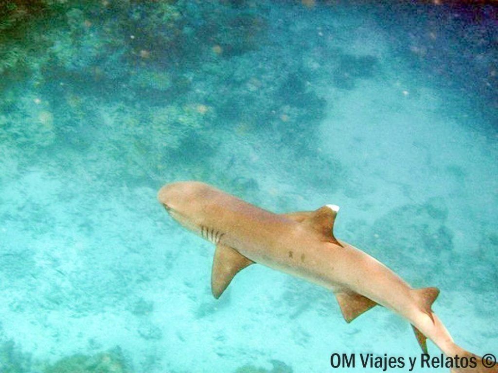 cosas-que-hacer-en-Maldivas-bucear-con-tiburones