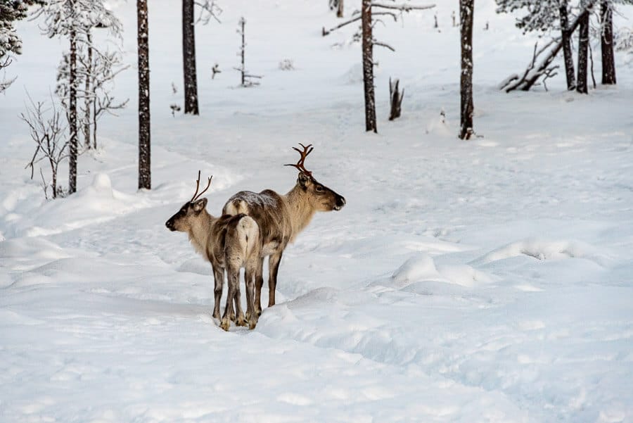 imprescindibles-en-Rovaniemi-senderismo-bosques-avistamiento-renos-salvajes