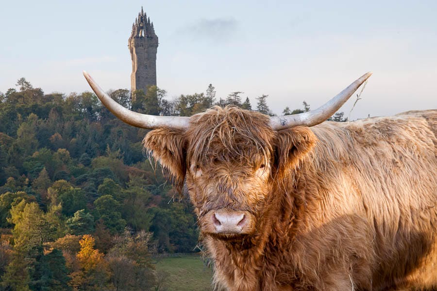 donde-ver-vacas-peludas-en-Stirling-Escocia